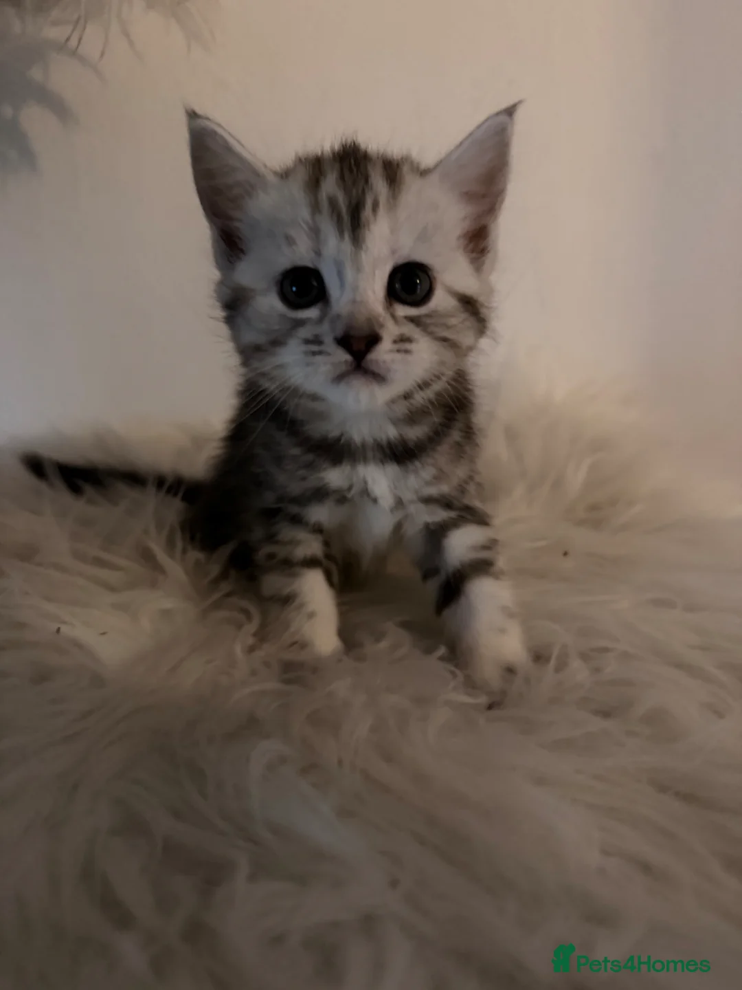 Maine Coon cats for sale: Maine coon kittens  in Brixham - Advert 7