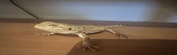 Bearded Dragon reptiles for sale: Baby Bearded Dragon 12 weeks - Advert 12