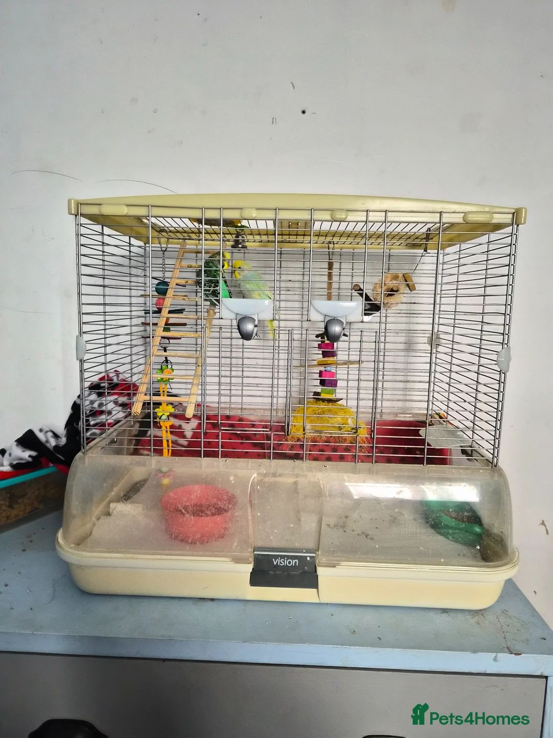 Budgerigars birds for sale: Two male budgies and cage - Advert 1