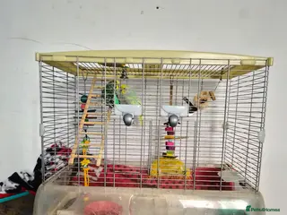 Budgerigars birds Two male budgies and cage - Advert 1