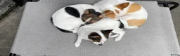 Mixed Breed dogs for sale: 3 Small Mixed breed puppies  in Manchester - Advert 19