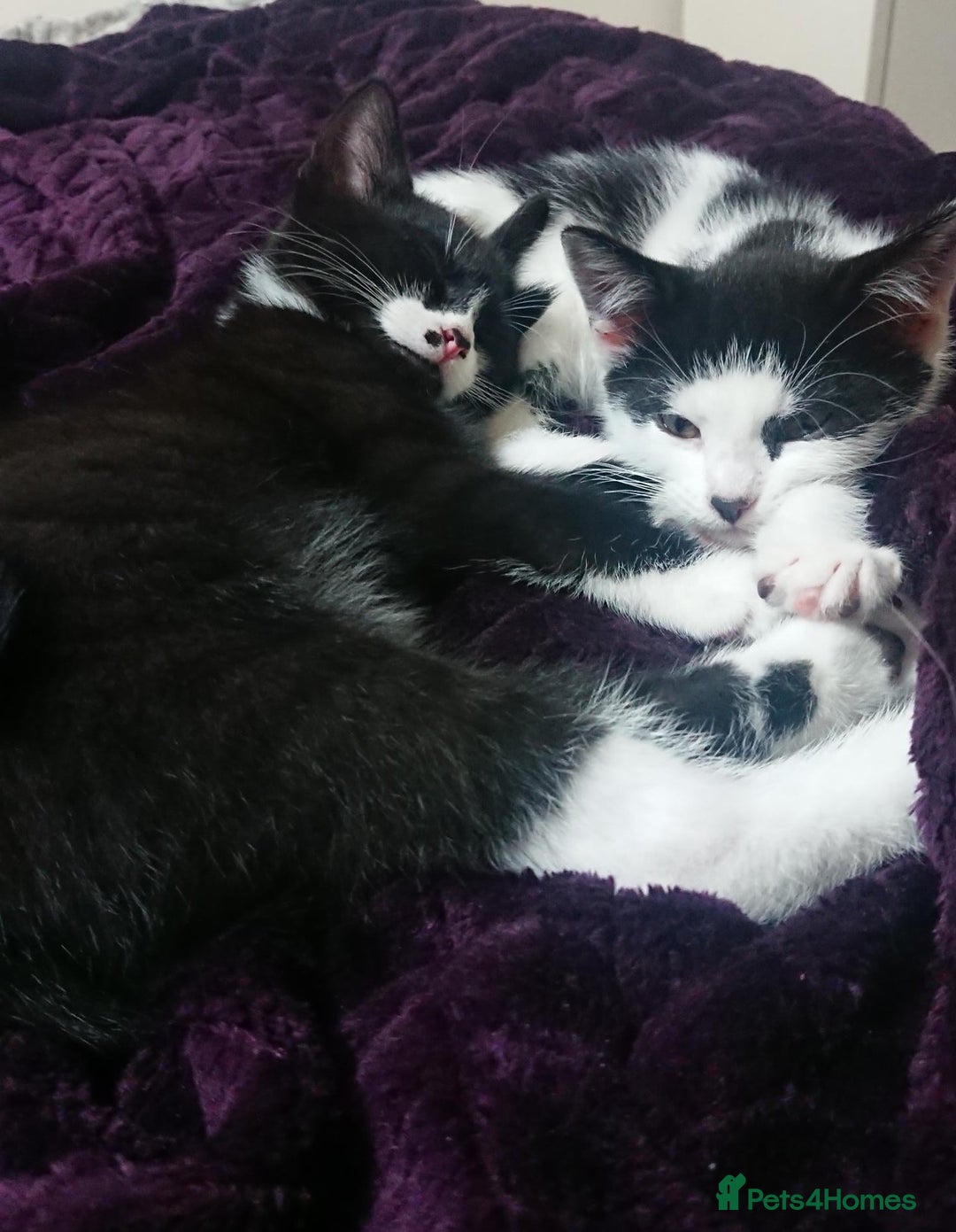 Mixed Breed cats for sale: Beautiful litter of 5 kittens 3 girls 2 boys - Advert 26