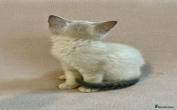 British Shorthair cats for sale: PUREBRED BSH KITTENS SOLD - Image 12
