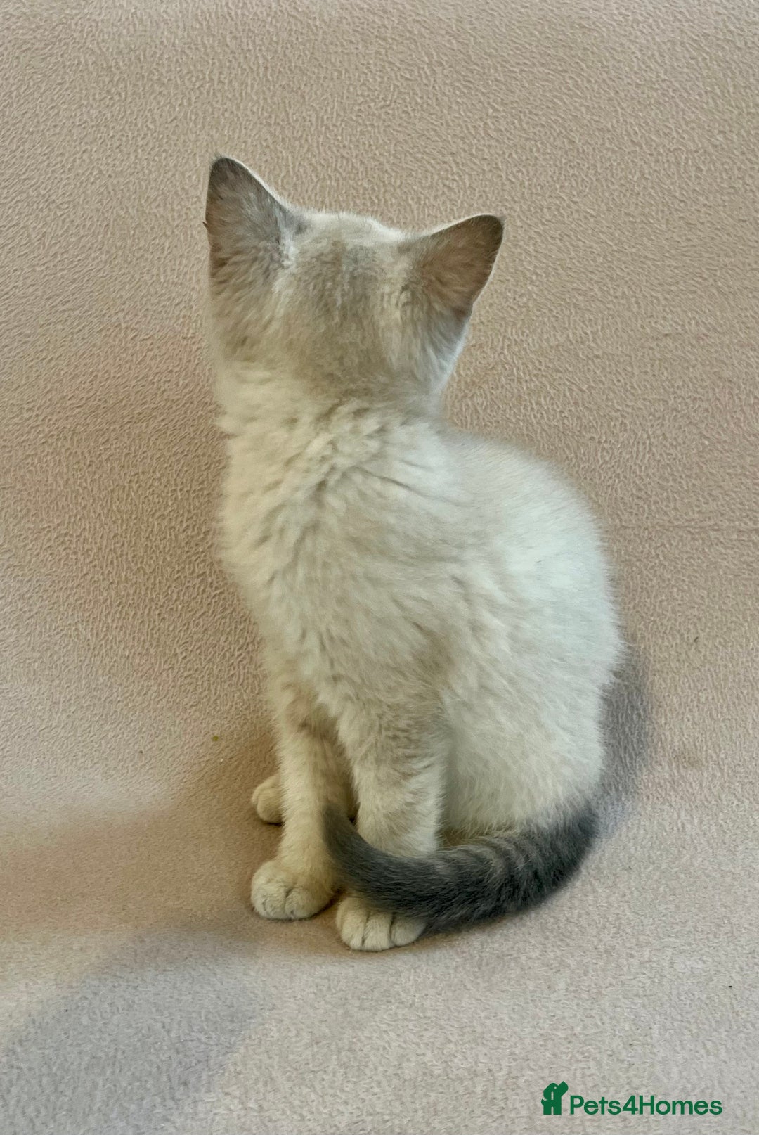 British Shorthair cats for sale: PUREBRED BSH KITTENS SOLD - Image 12