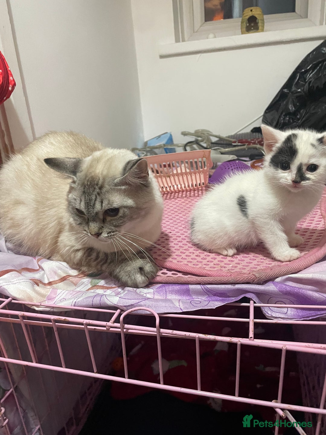 Mixed Breed cats for sale: Ragdoll x babies - Advert 1