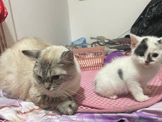 Mixed Breed cats Ragdoll x babies - Advert 10