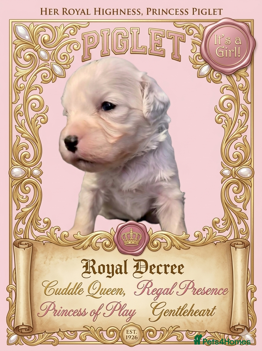 Cockapoo dogs Stunning tuxedo Cockapoo Puppies  - Advert 2