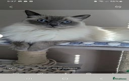 Birman cats for sale: Beautiful bonded cats, Birman and ragdoll females - Image 1