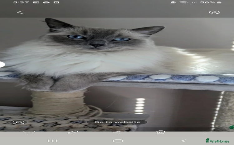 Birman cats - Advert 1