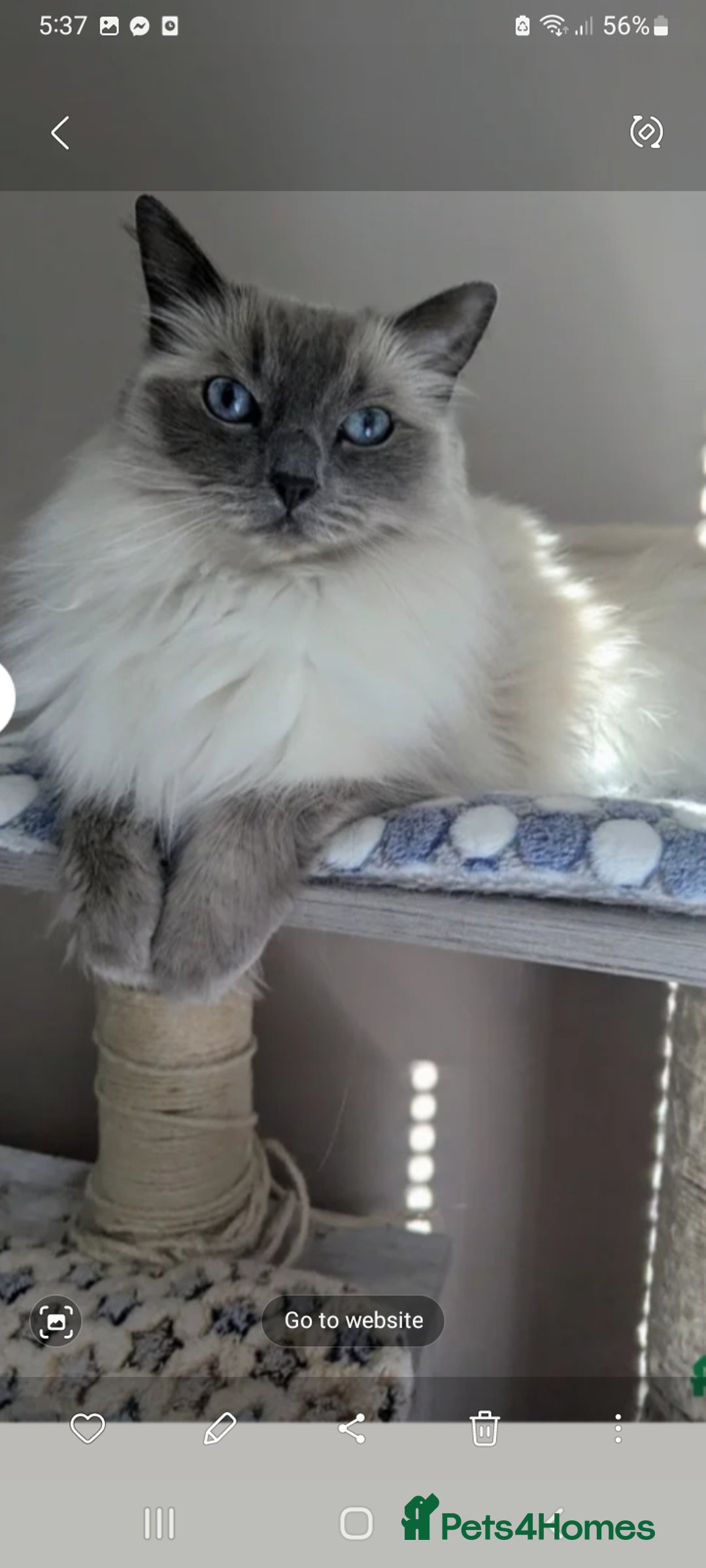 Birman cats for sale: Beautiful bonded cats, Birman and ragdoll females - Image 1
