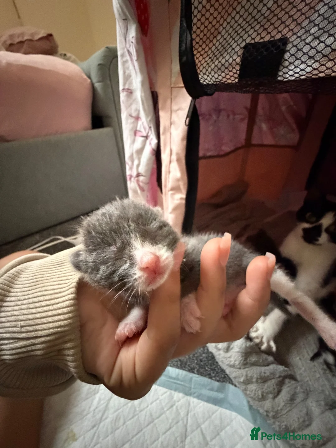 Mixed Breed cats for sale: 5 newborn kittens for sale in Burton-on-Trent - Advert 10