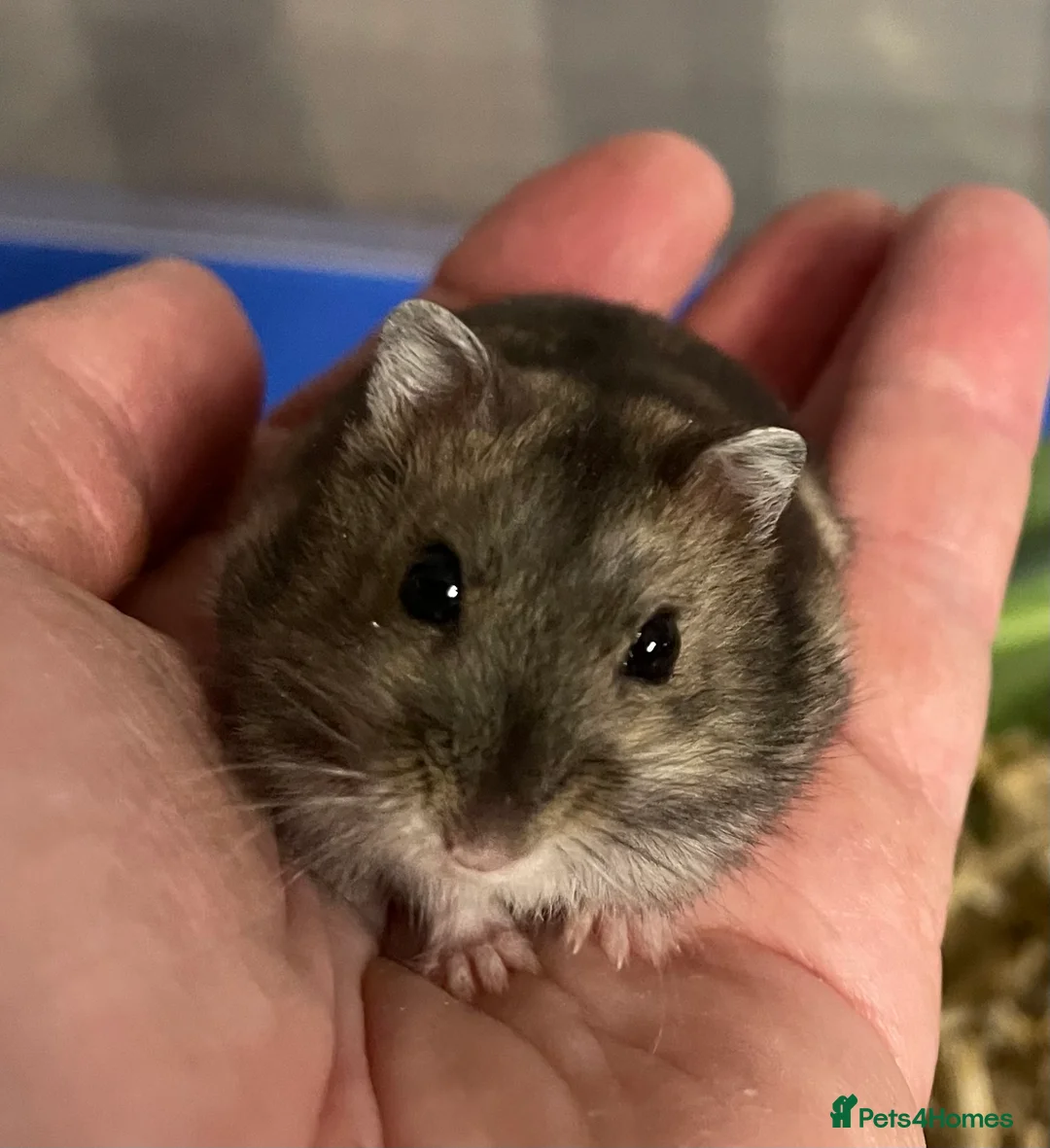 Hamster rodents for sale: Baby Winter White Russian hamsters from show stock - Advert 5