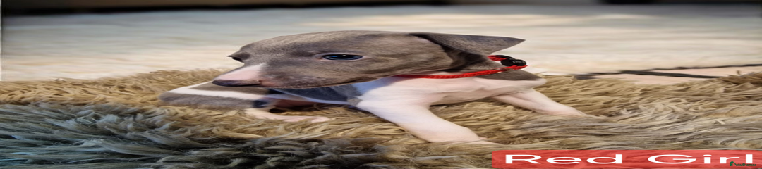 Whippet Puppy 8