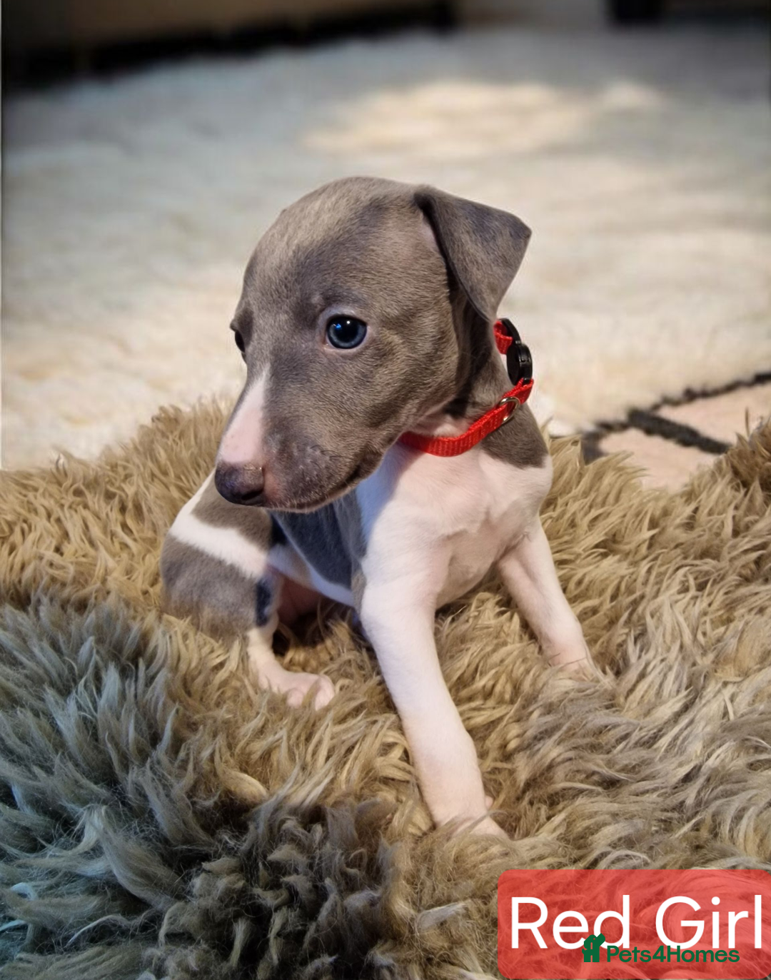 Whippet dogs for sale: Beautiful KC whippet pups for sale :) - Image 2