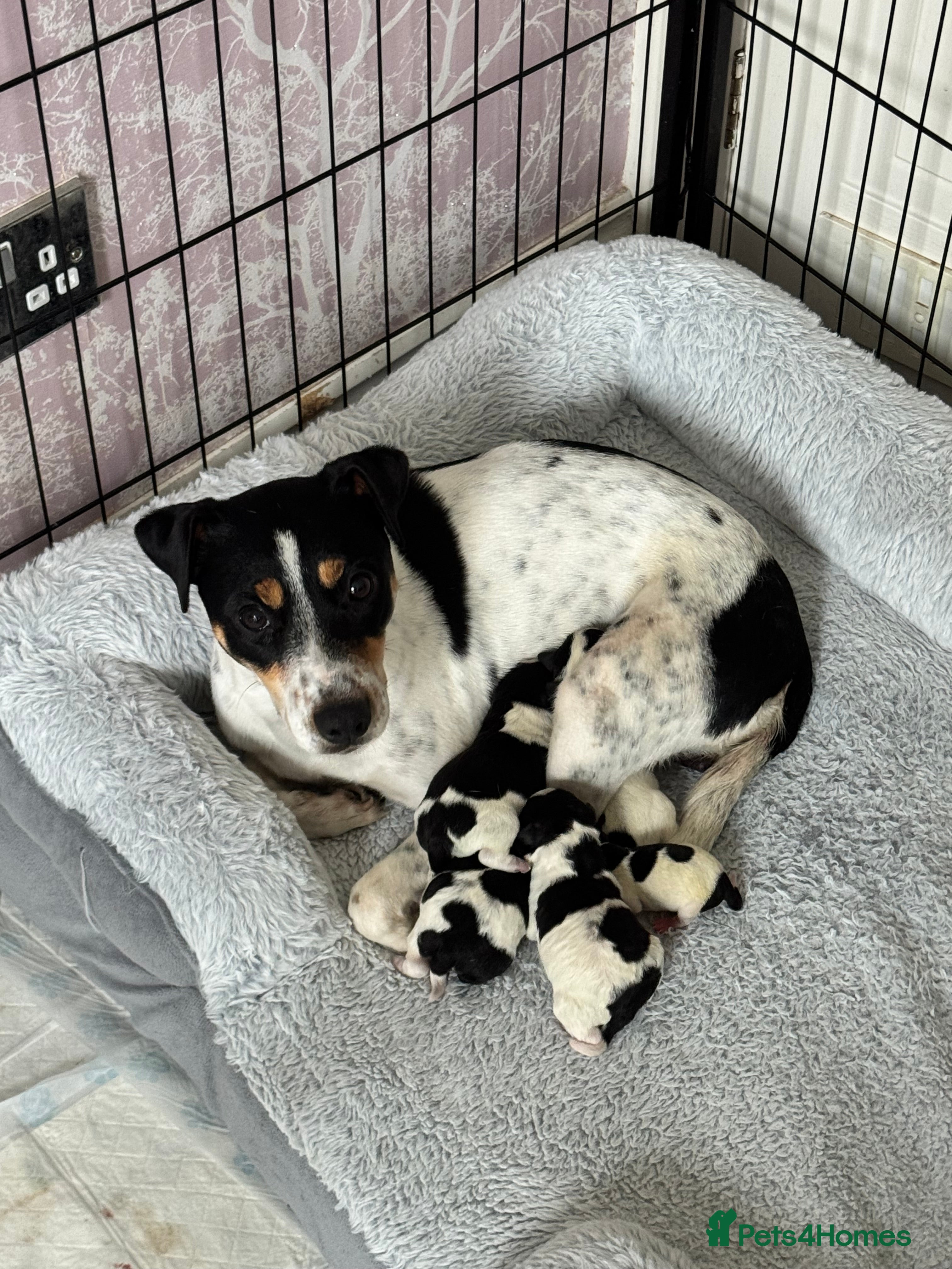 Parson Russell dogs Beautiful Parsons Russel Pups - Advert 1