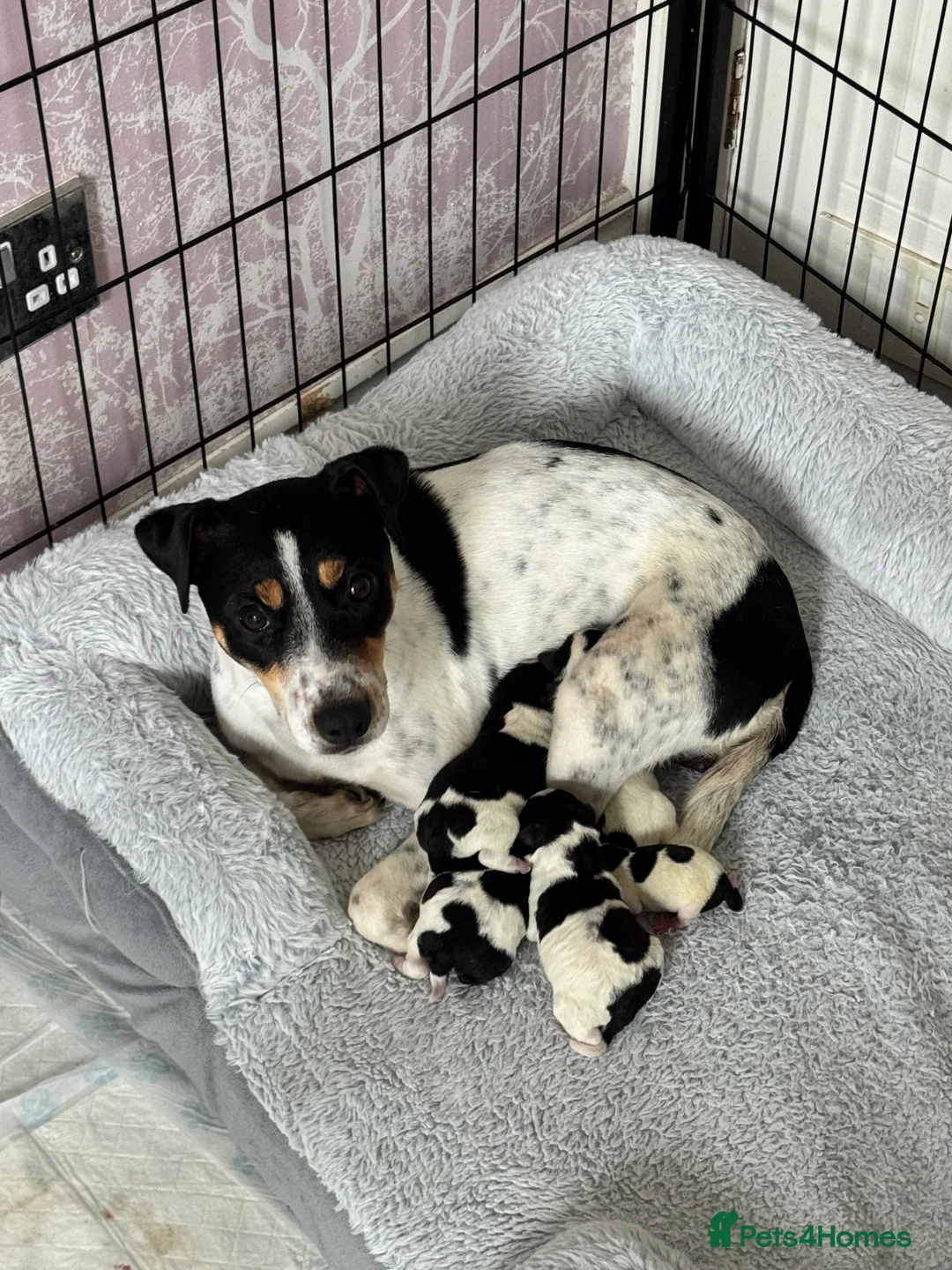 Parson Russell dogs for sale: Beautiful Parsons Russel Pups - Advert 1