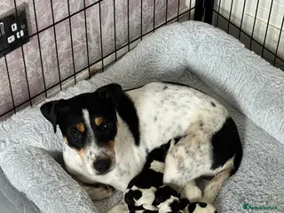 Parson Russell dogs Beautiful Parsons Russel Pups - Advert 1