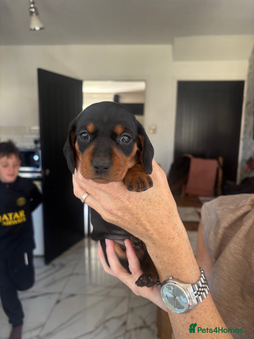 Dachshund dogs for sale: Dachshund Puppies for sale  - Image 5