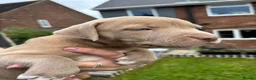 Mixed Breed dogs for sale: Stafford bull terrier cross lurcher in Chesterfield - Advert 15