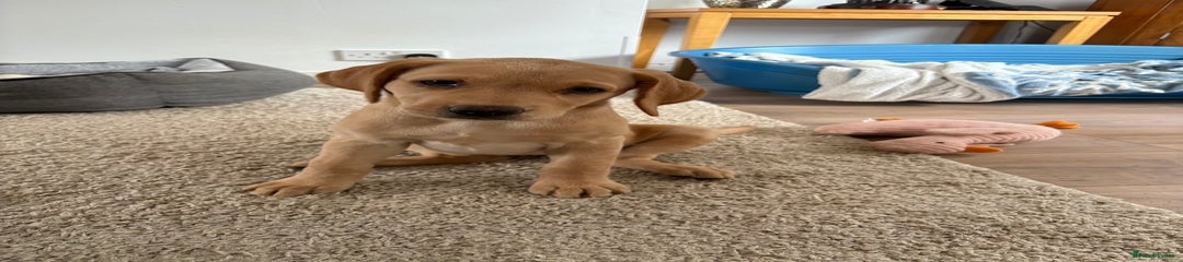 Labrador Retriever Puppy 1