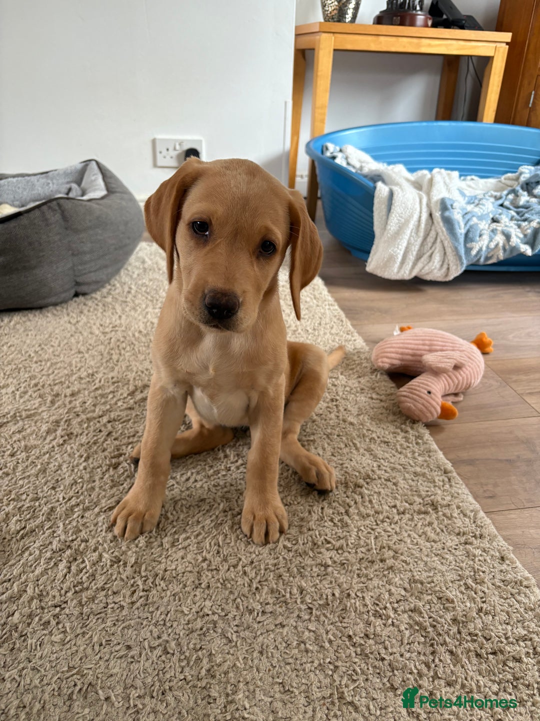 Labrador Retriever dogs for sale: Last KC registered girl - Image 1