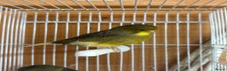 Canaries birds for sale: Lot of stunning canary’s  - Advert 6