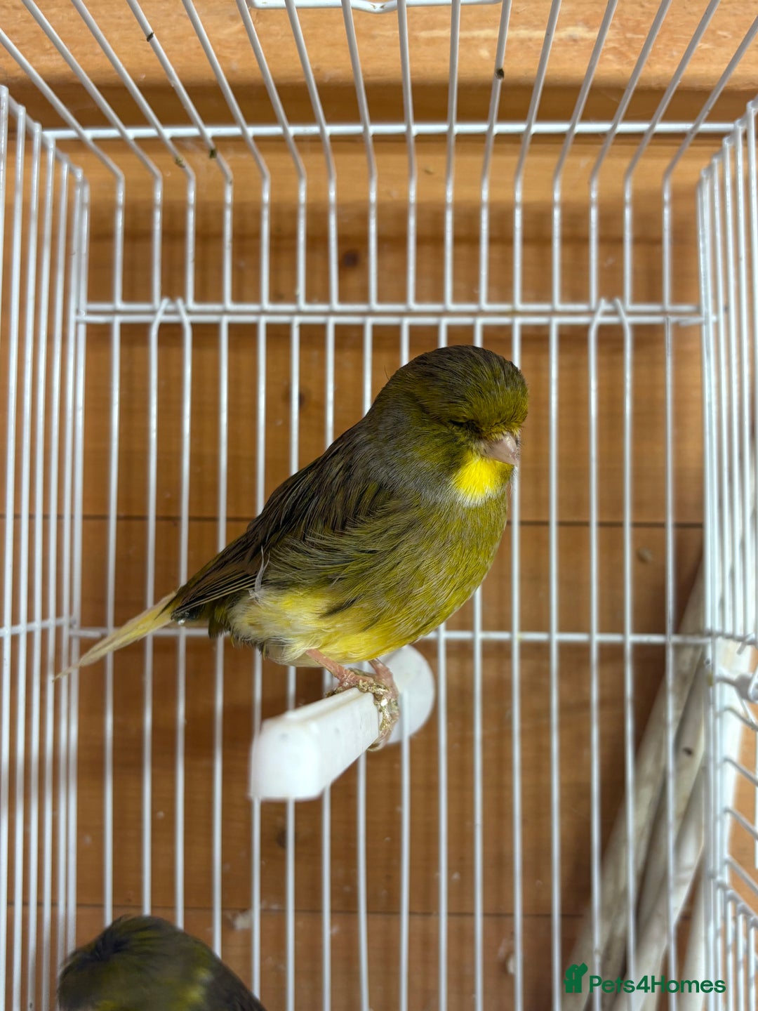 Canaries birds for sale: Lot of stunning canary’s  - Advert 6