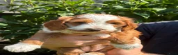 Sproodle dogs for sale: Sproodle f1b  - Advert 13