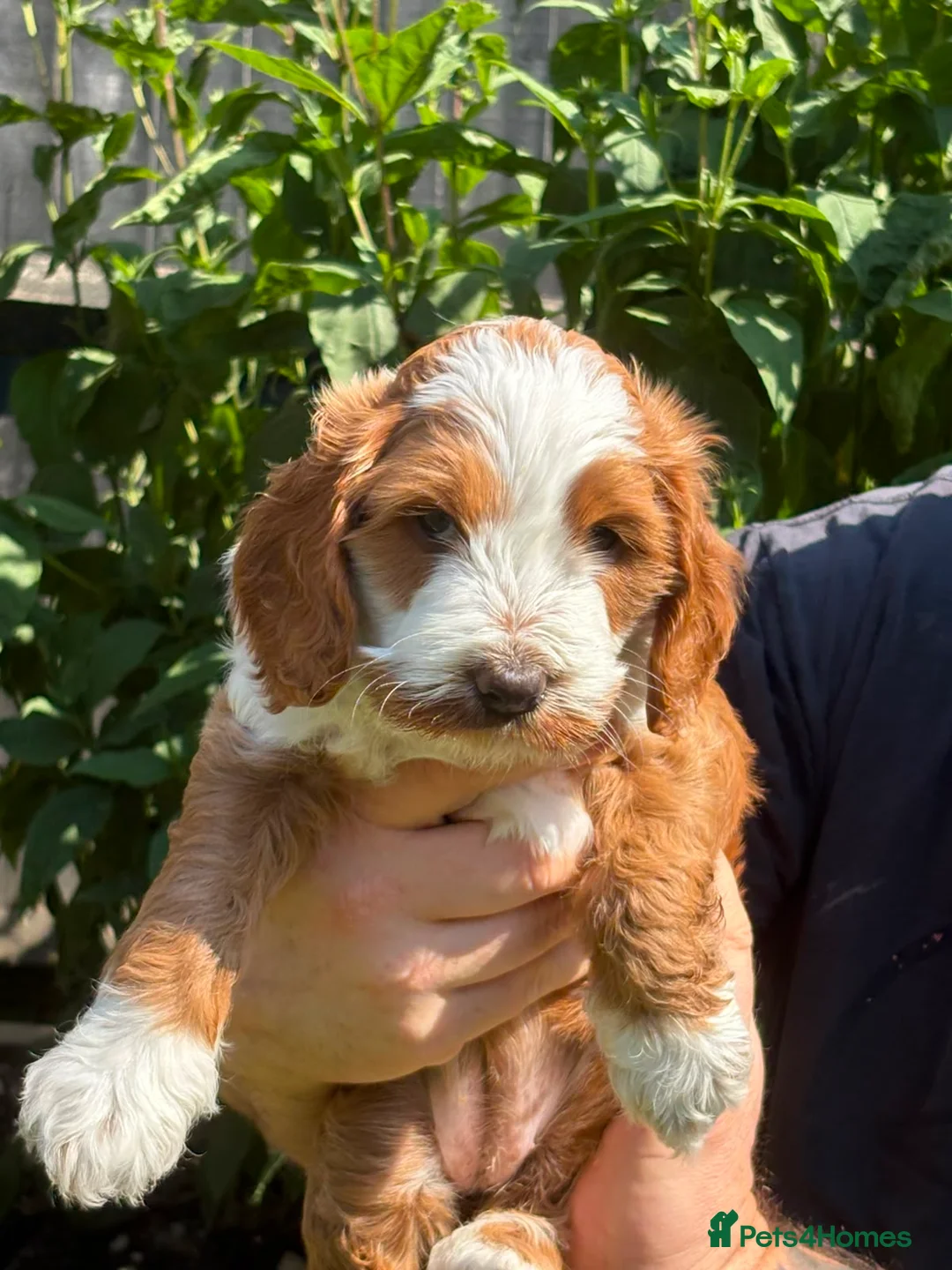Sproodle dogs for sale: Sproodle f1b  - Advert 13