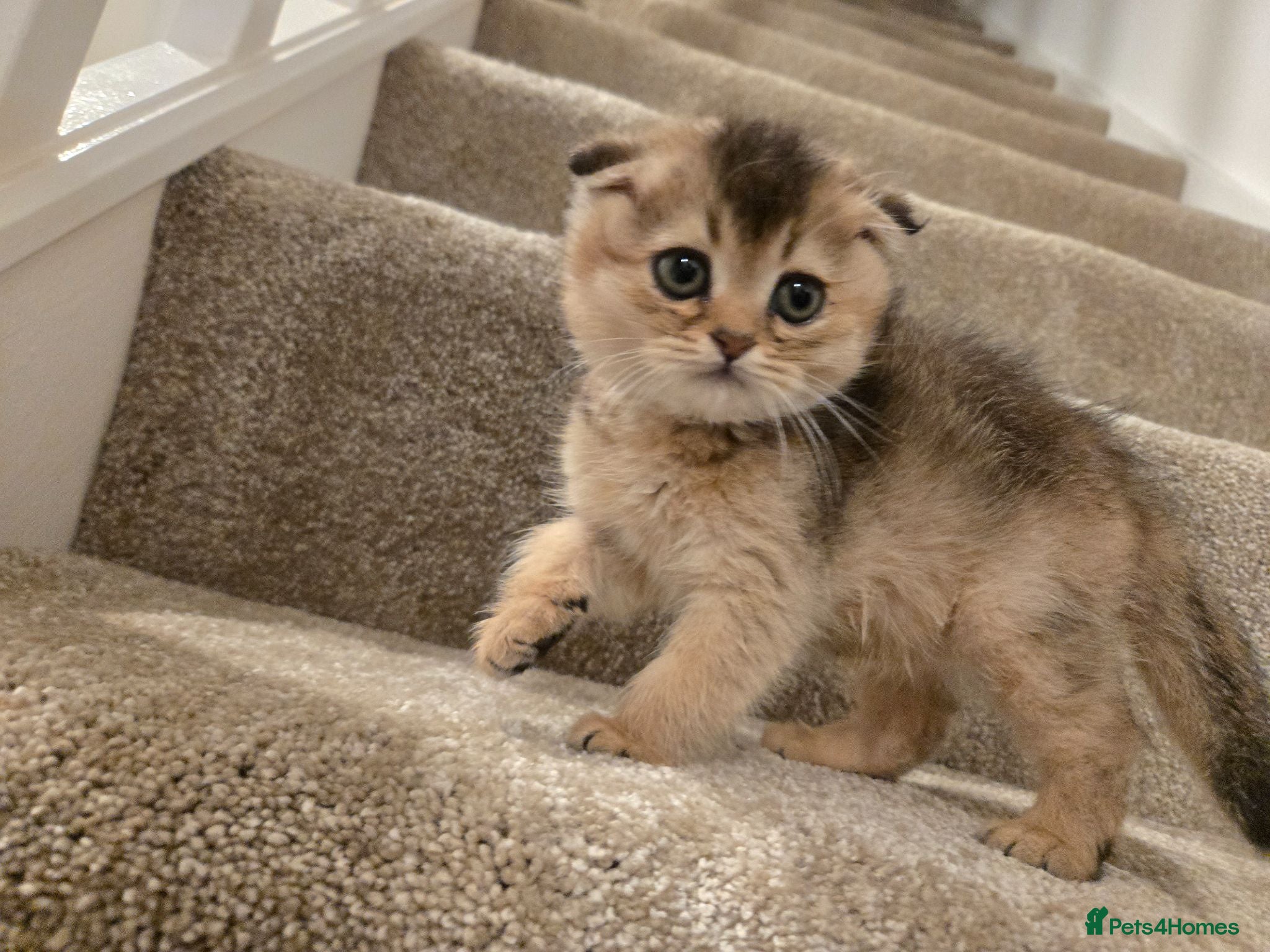 Scottish Fold cats Scottish fold - Advert 1