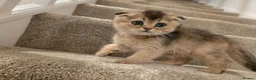Scottish Fold cats for sale: Scottish fold in Nottingham - Advert 1