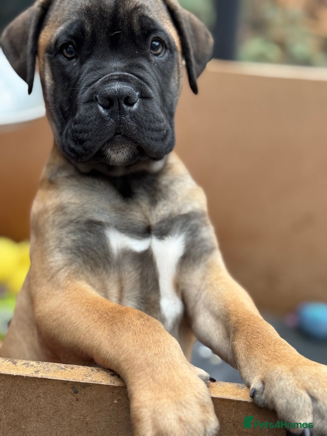 Bullmastiff dogs for sale: Pedigree Mastiff Puppy  - Advert 2