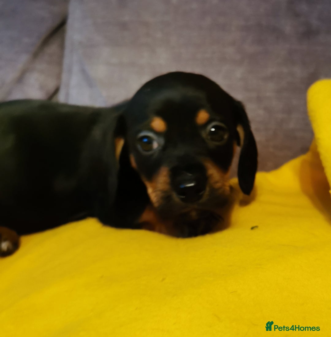 Mixed Breed dogs for sale: Adorable playful Cavachon x Dachshound pups - Advert 16