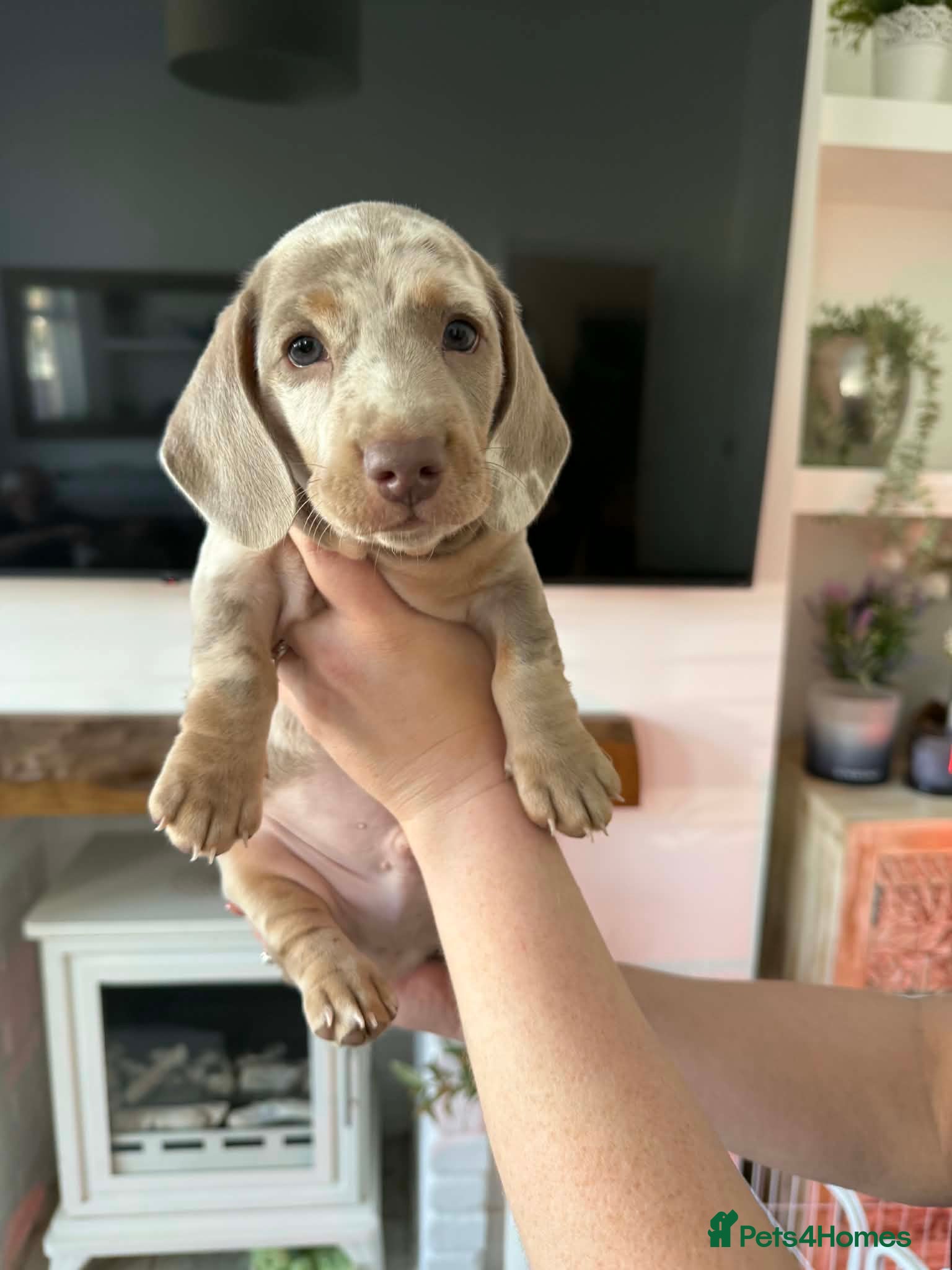 Miniature Dachshund dogs Two Beautiful miniature dachshunds - Advert 2