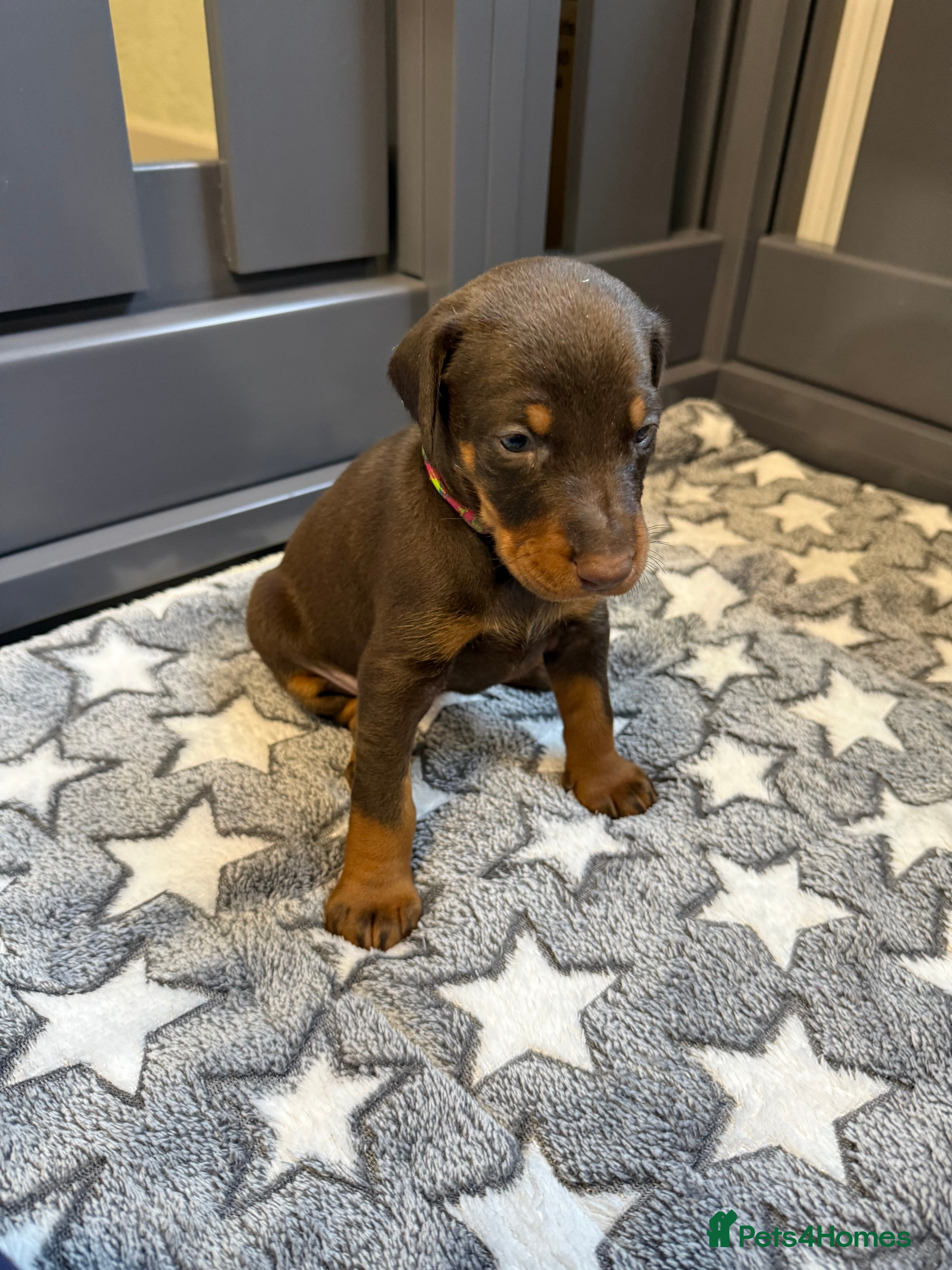 Dobermann dogs 🩷 Only 2 girls left - RKC Dobermann Puppies 🩷 - Advert 7