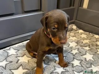 Dobermann dogs 🩷 Only 2 girls left - RKC Dobermann Puppies 🩷 - Advert 7