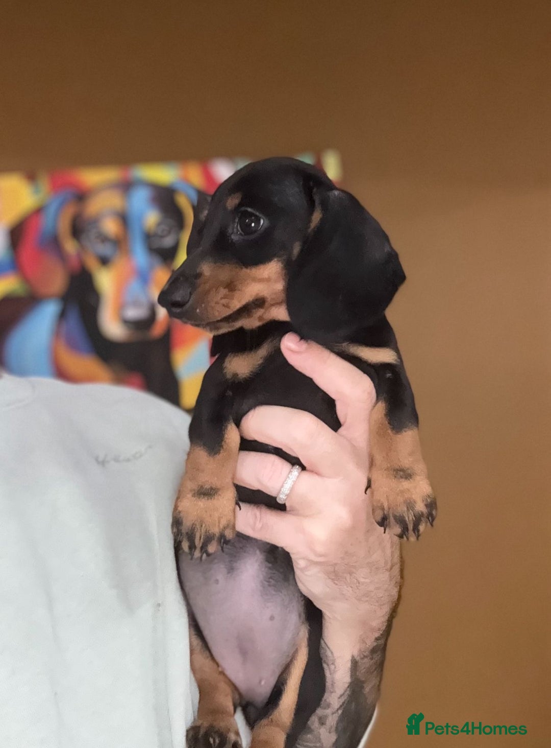 Miniature Dachshund dogs for sale: 🩷Stunning KC Mini Dachshund Puppies READY NOW  - Image 10