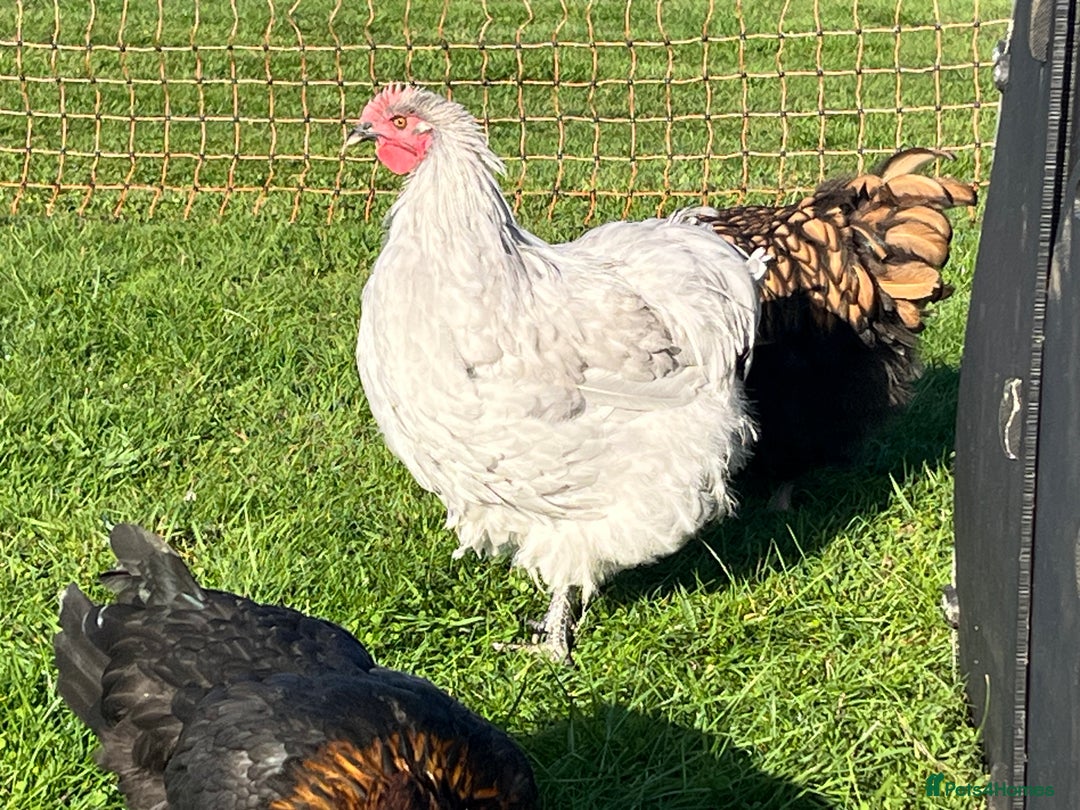 Chickens poultry for sale: Various breeds of chickens - Advert 5