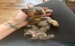 Miniature Dachshund dogs for sale: Miniature dachshund mix priced  - Image 18