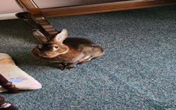 Rex rabbits for sale: Looking for a good Home only for Merlin - Image 3