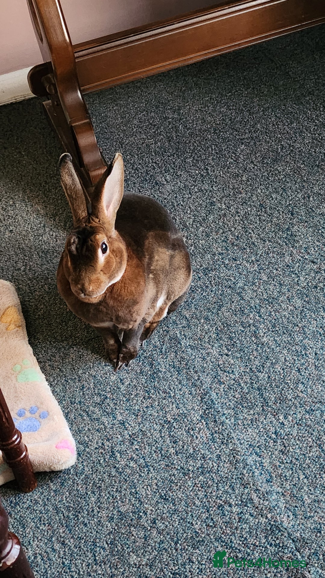 Rex rabbits for sale: Looking for a good Home only for Merlin - Image 3