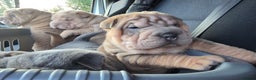 Shar Pei dogs for sale: Beautiful litter of Shar Pei puppies!  - Advert 20