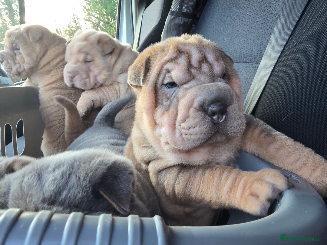 Shar Pei dogs for sale: Beautiful litter of Shar Pei puppies!  - Advert 20