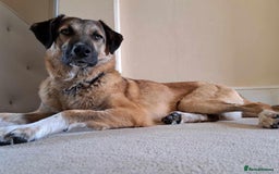 Mixed Breed dogs for adoption: Levi - Norwich Norfolk  - Image 24