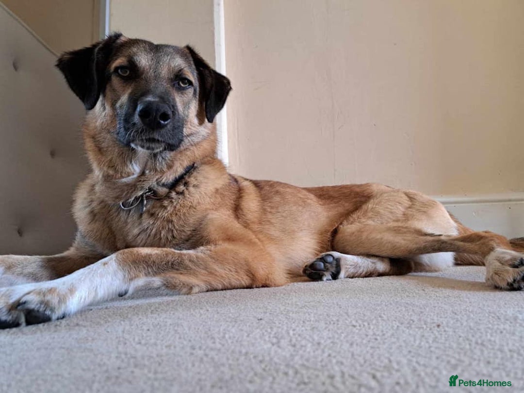 Mixed Breed dogs for adoption: Levi - Norwich Norfolk  - Image 24