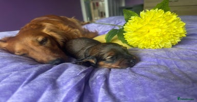 Dachshund dogs - Advert 10