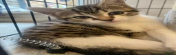 Domestic Shorthair cats for sale: Our beautiful tabby girls  - Advert 8