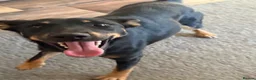 Mixed Breed dogs for adoption: Sweet Lilly is looking for LOVE - Advert 5