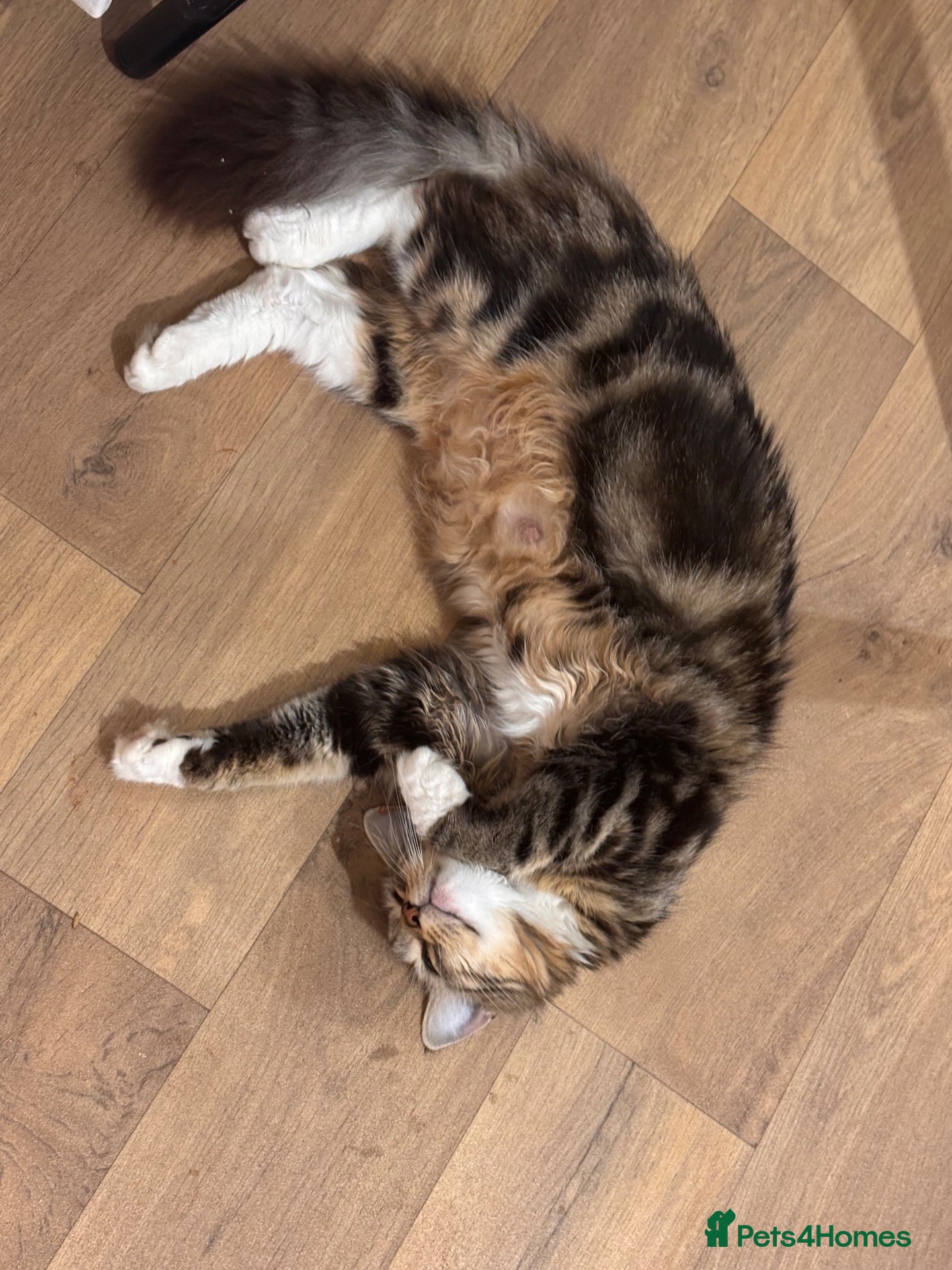 Mixed Breed cats Long haired mix breed kittens. - Advert 1