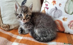 Mixed Breed cats for sale: Gorgeous Large Maine Coon Cross Kittens - Image 34